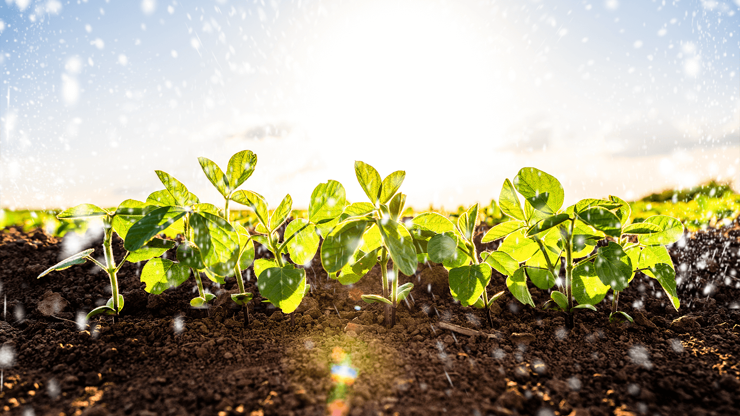 Descubra como os defensivos biológicos estão revolucionando a agricultura